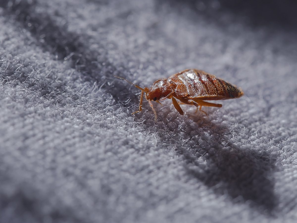 De 10 mest motbjudande husbuggarna - och de bästa sätten att bli av med dem 