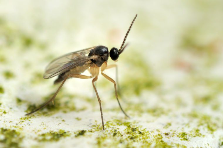 De 10 mest motbjudande husbuggarna - och de bästa sätten att bli av med dem 