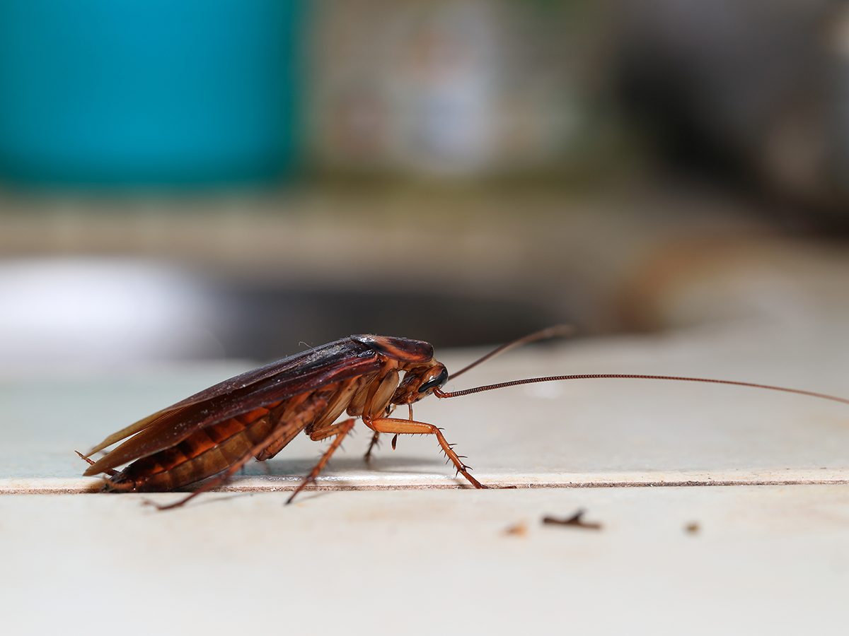 De 10 mest motbjudande husbuggarna - och de bästa sätten att bli av med dem 