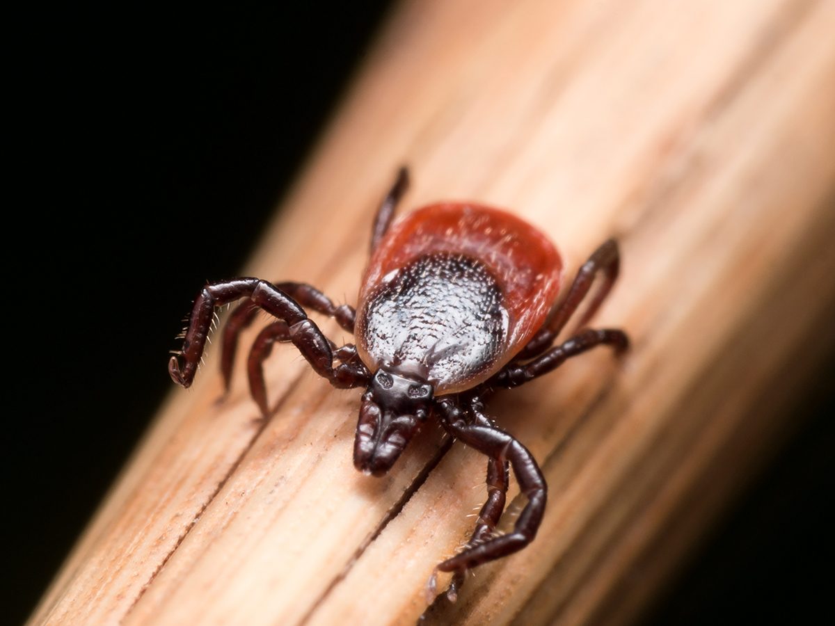 De 10 mest motbjudande husbuggarna - och de bästa sätten att bli av med dem 