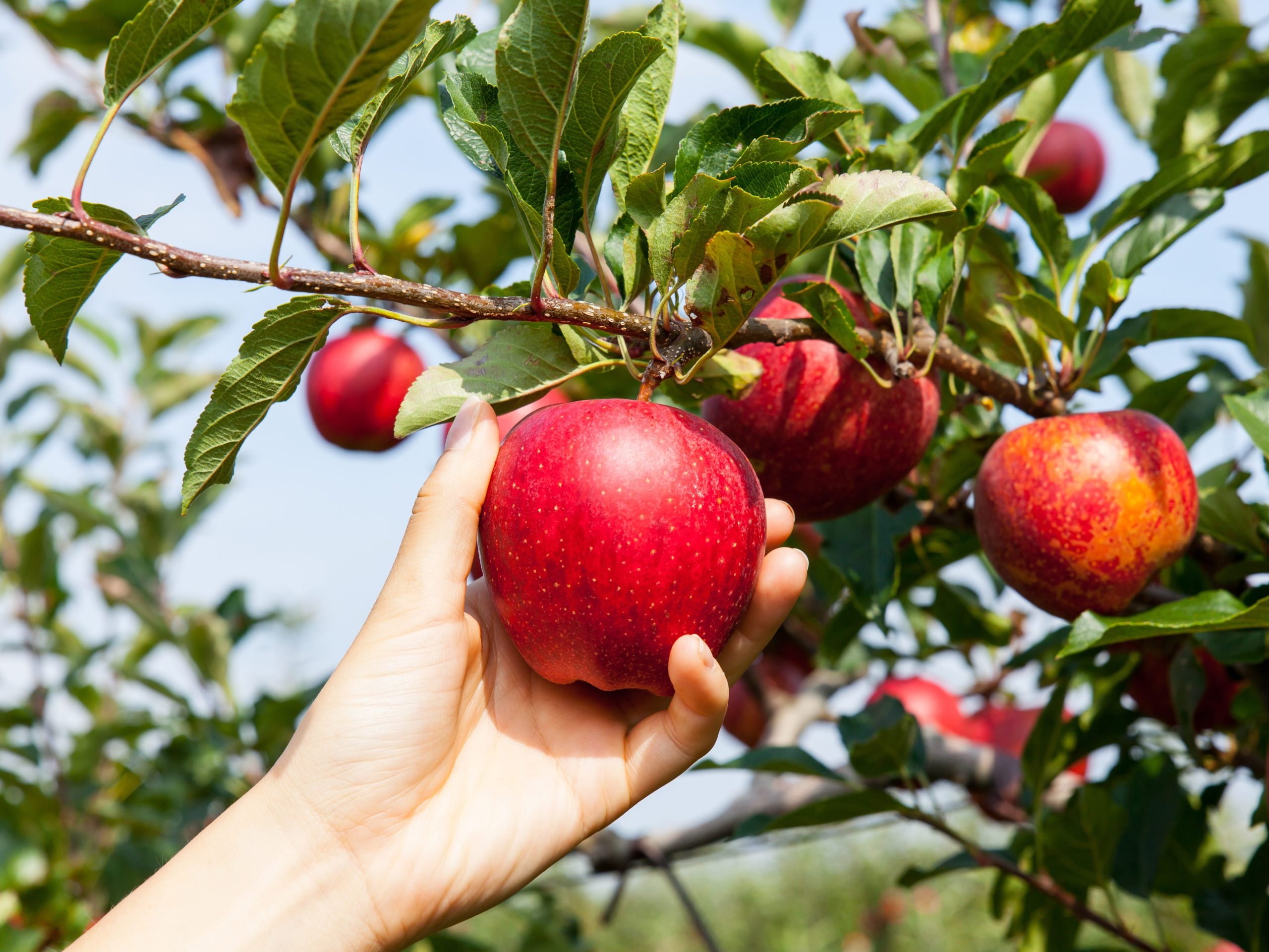 7 Avantages incroyables pour la santé des pommes 