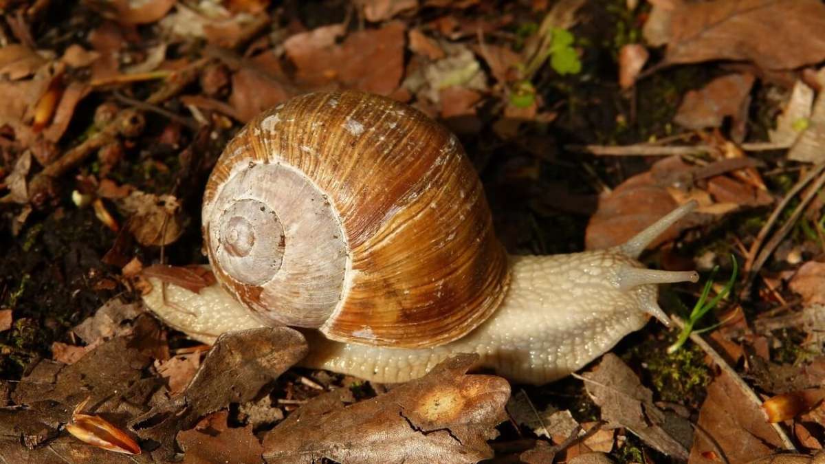 Saker att undvika när de är gravida runt om i världen:det är inte vad du tycker! 