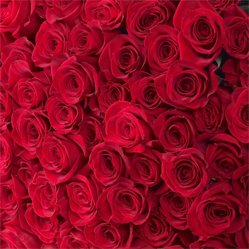 Happy Rose Day 2019 :선물을하기 전에 각 장미 색의 의미와 중요성을 알고 