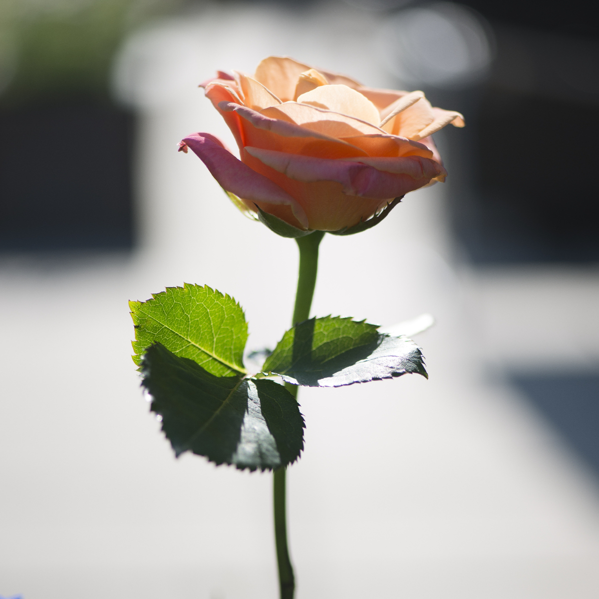 Kutipan untuk membuat Anda merasa hangat dan romantis 