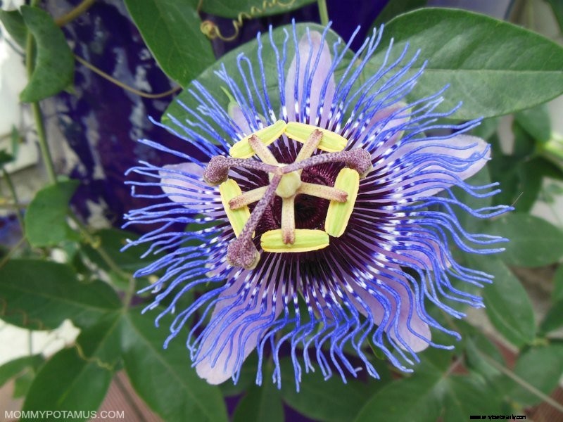 5 výhod PassionFlower a ako ho používať 