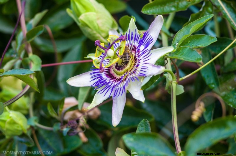 Passionflower Tea recept 