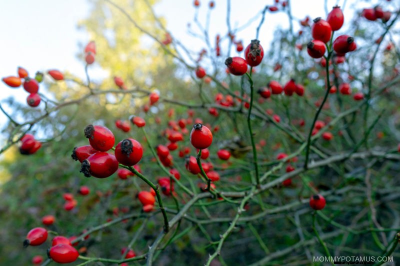 7 Fördelar med Rosehips + Tea recept 