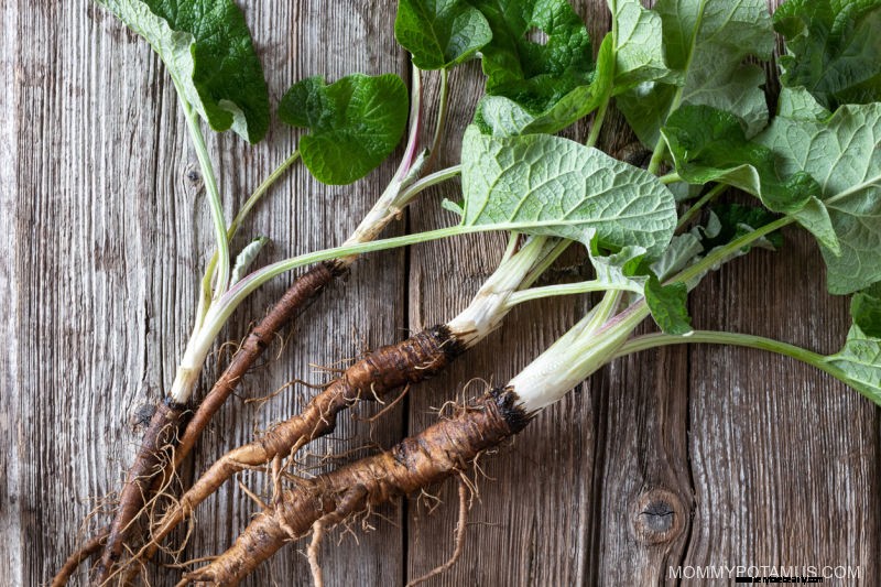 8 Fördelar med Burdock Root + Tea Recept 