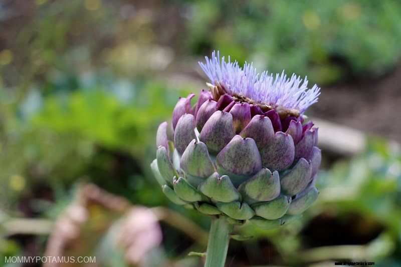 4 výhody Artichoke Leaf + ako ho používať 