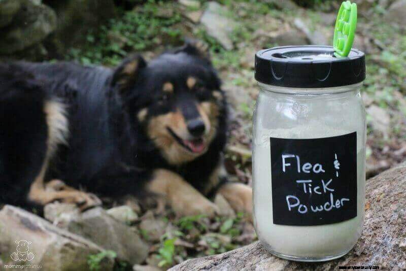 Recette naturelle de poudre de puces et de tiques pour chiens 