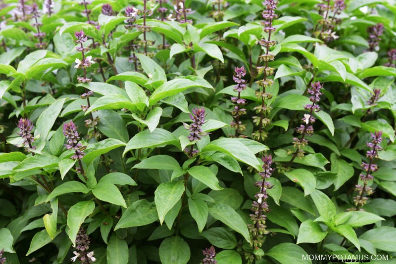 14 Avantages de la recette du Basil Holy Basil + 