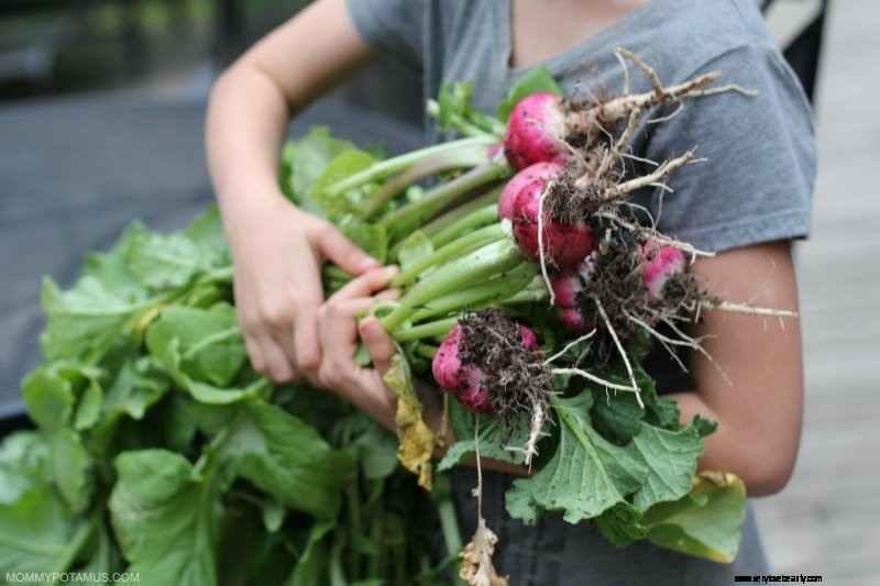 Jardinage végétal pour les débutants:conseils et comment commencer 