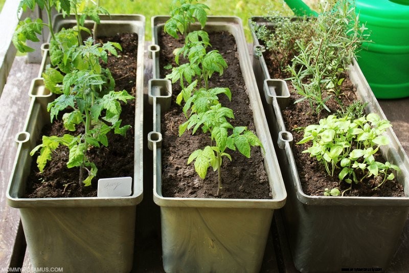 Jardinage végétal pour les débutants:conseils et comment commencer 