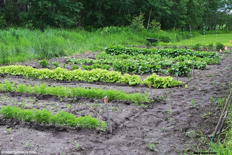 Jardinage végétal pour les débutants:conseils et comment commencer 