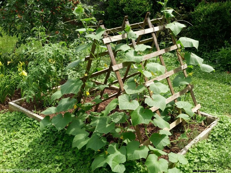 Jardinage végétal pour les débutants:conseils et comment commencer 