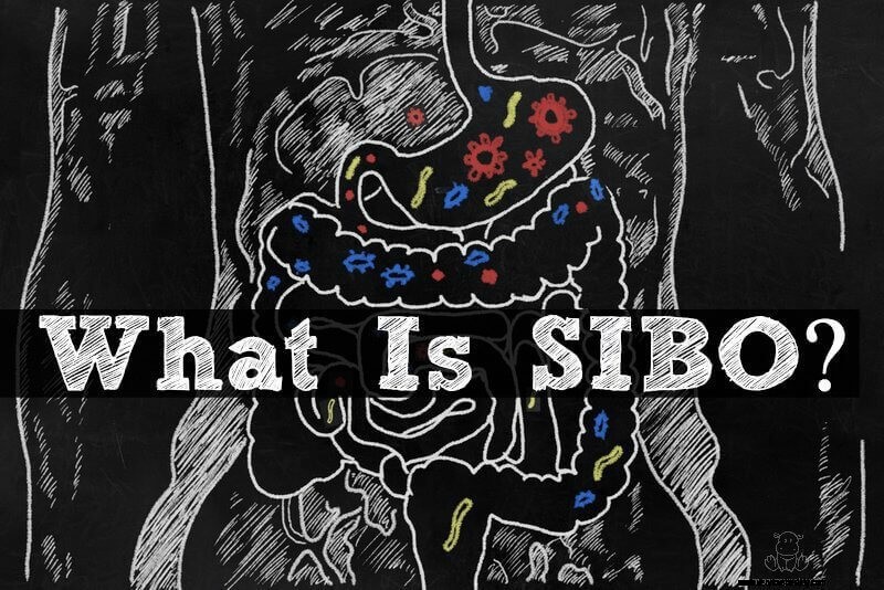 Wat is SIBO? Symptomen en behandeling 