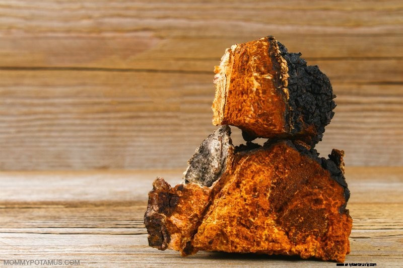 6 Beneficios de los hongos Chaga 