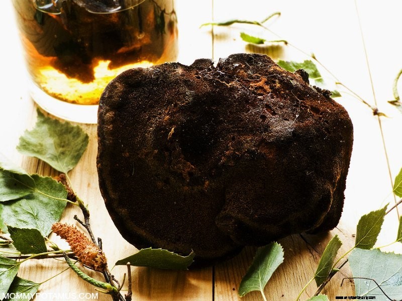 6 Beneficios de los hongos Chaga 