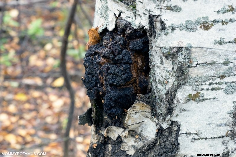 6 Beneficios de los hongos Chaga 