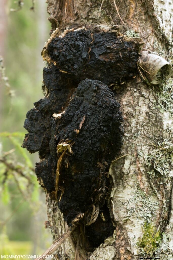 6 Beneficios de los hongos Chaga 