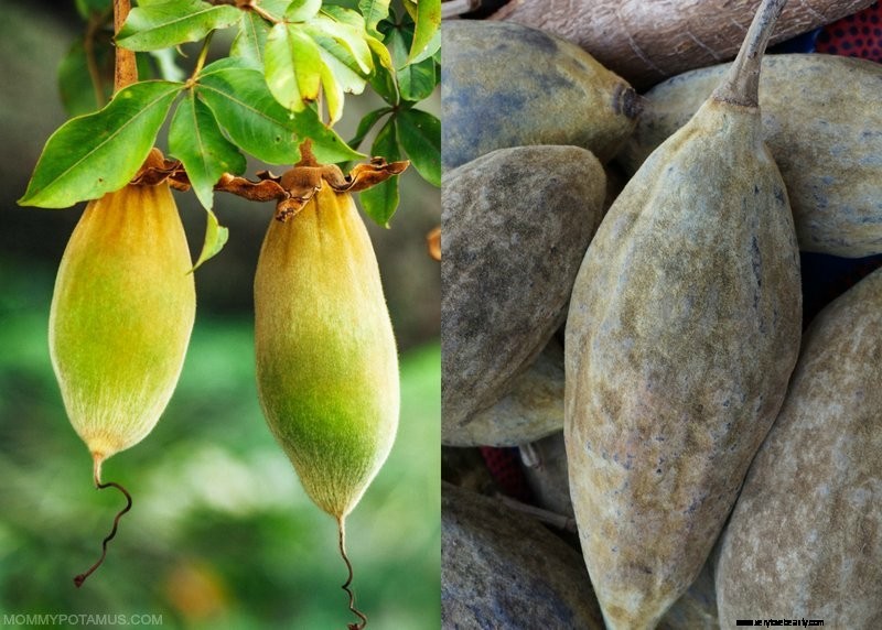 6 Fördelar med Baobab fruktpulver och hur man använder det 