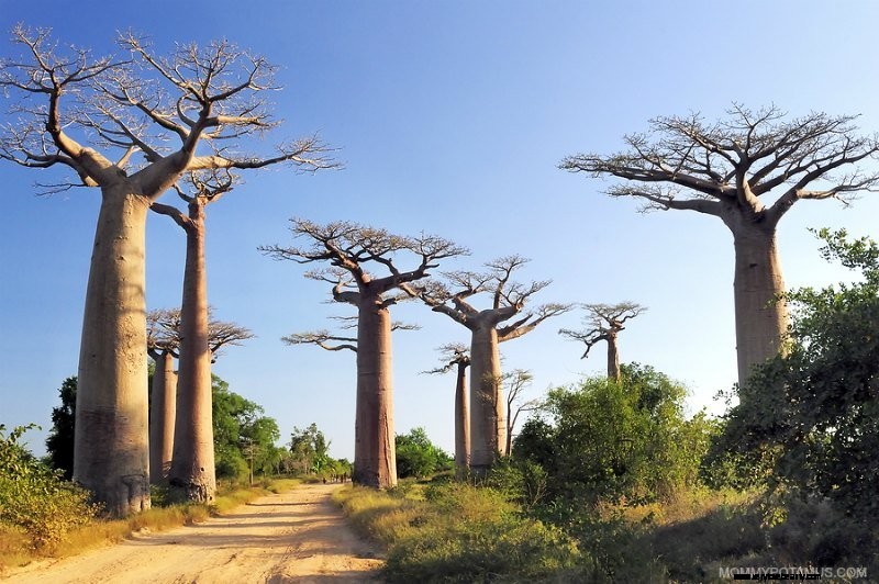 6 Fördelar med Baobab fruktpulver och hur man använder det 