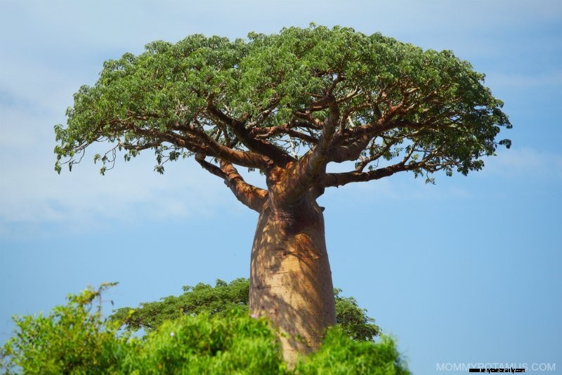 6 Výhody ovocného prášku Baobab a ako ho používať 