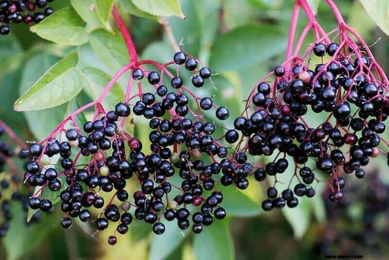 ¿El sailberry causa tormentas de citoquinas? 