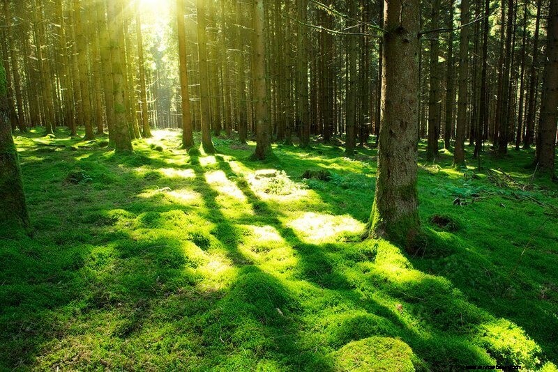 9 fördelar med skogsbad och hur man gör det 