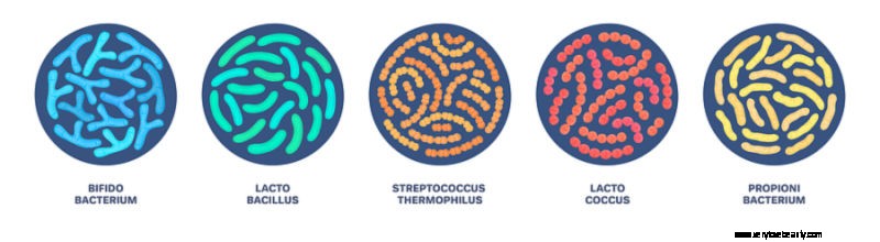 5 fördelar med probiotika och vad jag tar 