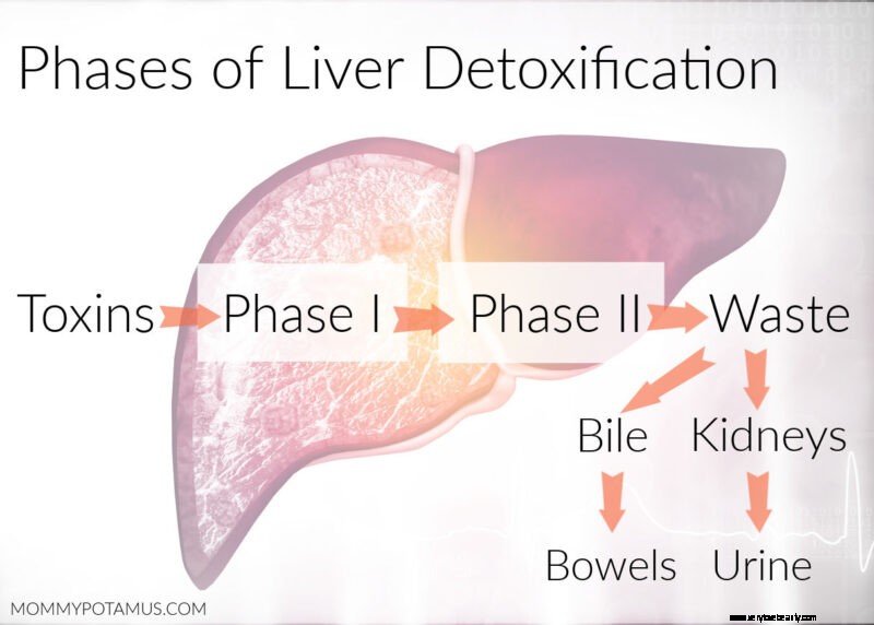 Cómo apoyar la salud del hígado para la desintoxicación 